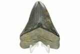Serrated, Angustidens Tooth - Megalodon Ancestor #123360-1